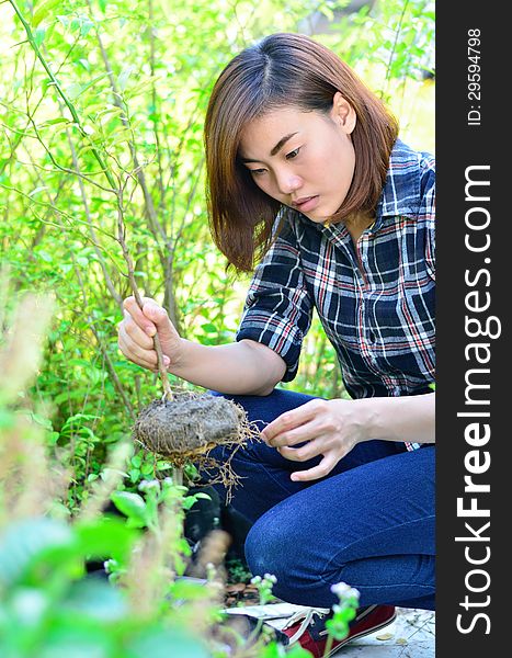 Asian woman to potted plants at field. Asian woman to potted plants at field