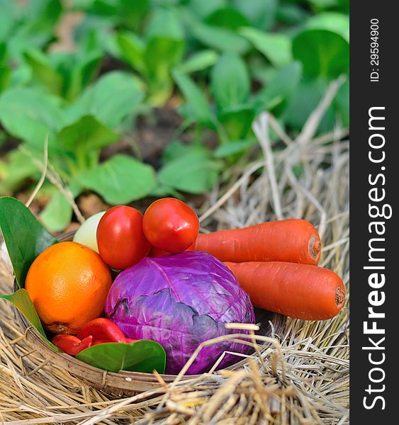 Bucket Of Colourful Vegetables