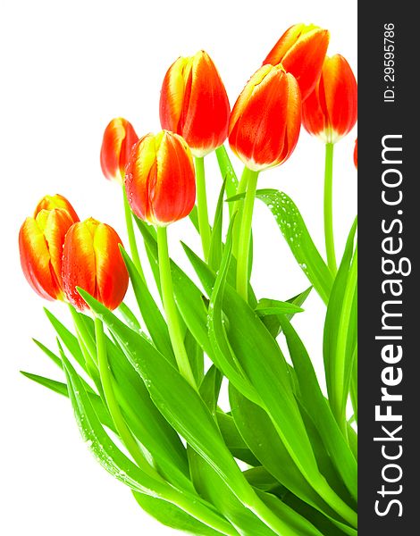 Colorful spring Tulips isolated on white background. Colorful spring Tulips isolated on white background.