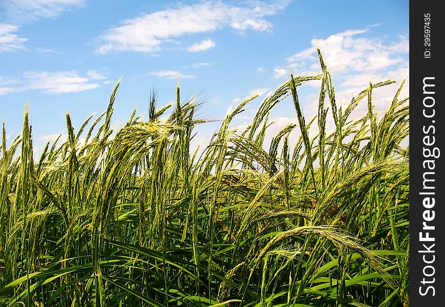 Rice cones under the blue sky