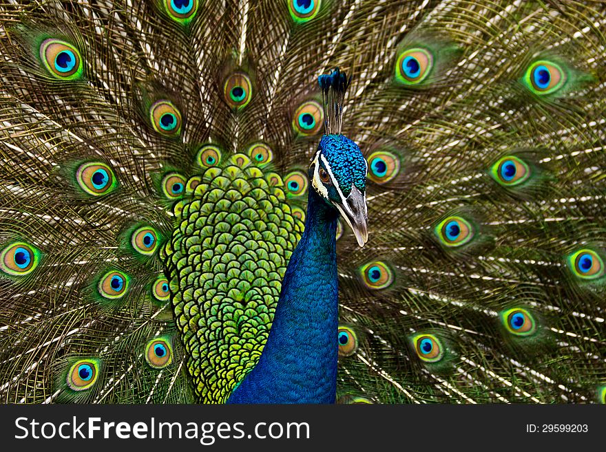 A peacock showing off it's colors.