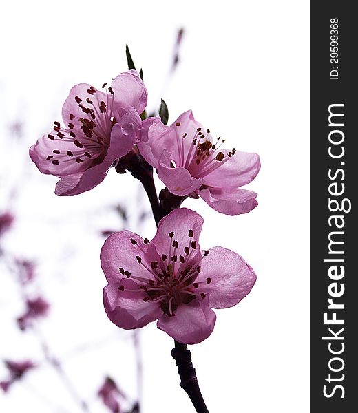 Delightfully beautiful pink peach tree flowers. Delightfully beautiful pink peach tree flowers