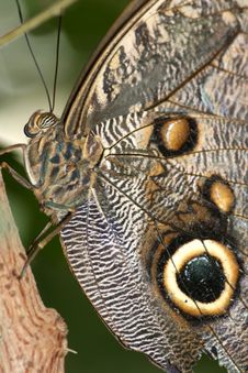 Brown Eyes Of A Blue Morpho Royalty Free Stock Photography Brown Eyes Of A Blue Morpho Royalty Free Stock Photography