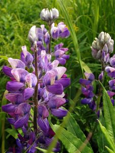 Lupine Flower Royalty Free Stock Images Lupine Flower Royalty Free Stock Images