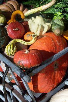 Fall Gourds Stock Images Fall Gourds Stock Images