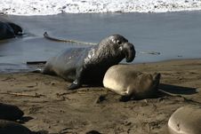 Mating Elephant Seal Royalty Free Stock Photos