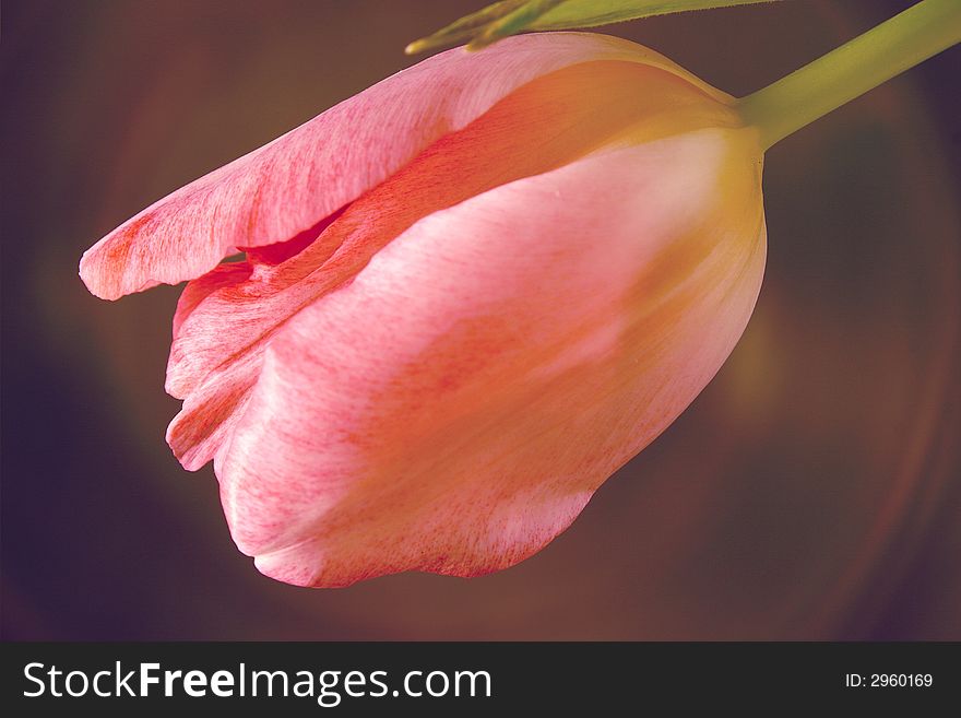 Closeup of a beautiful pink tulip against a dark background