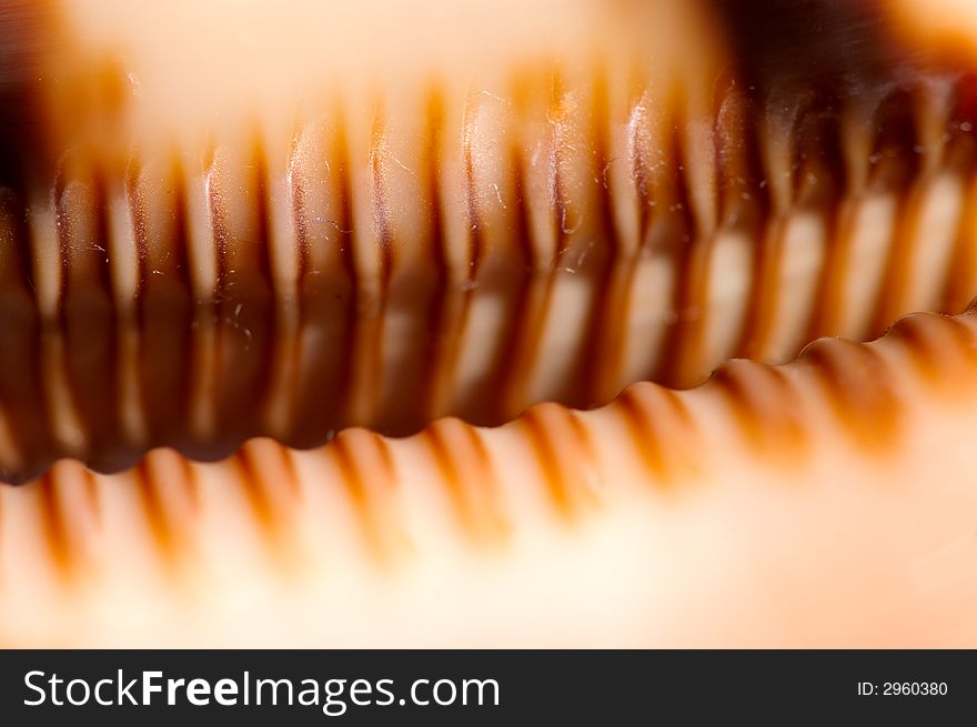 Close up shot depicting a cypraea argus (mollusk) teeth like structures. Close up shot depicting a cypraea argus (mollusk) teeth like structures