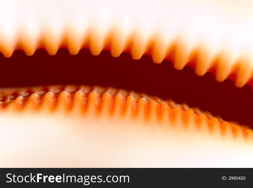 Close up shot depicting a cypraea argus (mollusk) teeth like structures. Close up shot depicting a cypraea argus (mollusk) teeth like structures