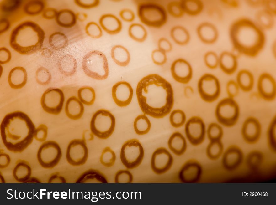 Close up shot depicting a cypraea argus (mollusk) shell texture. Close up shot depicting a cypraea argus (mollusk) shell texture