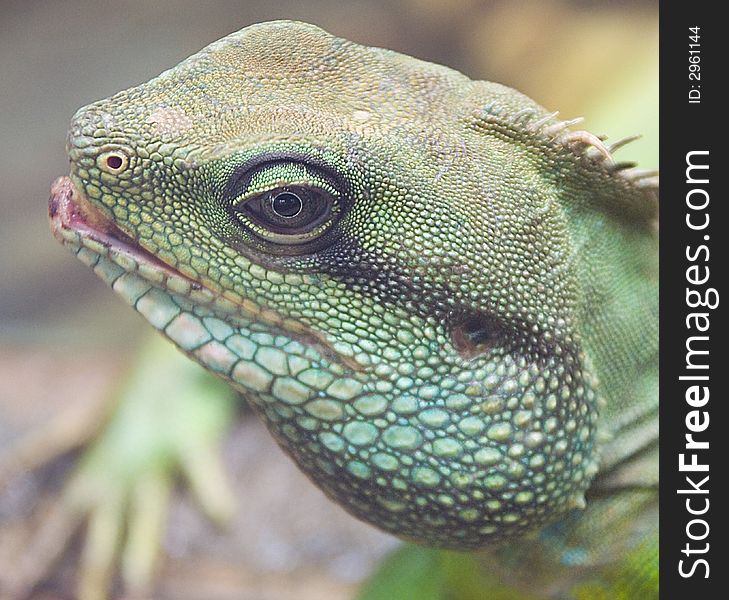 Close-up of Asian Water Dragon Lizard. Close-up of Asian Water Dragon Lizard