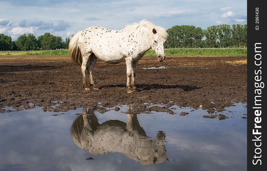 The horse and reflection. After a rain