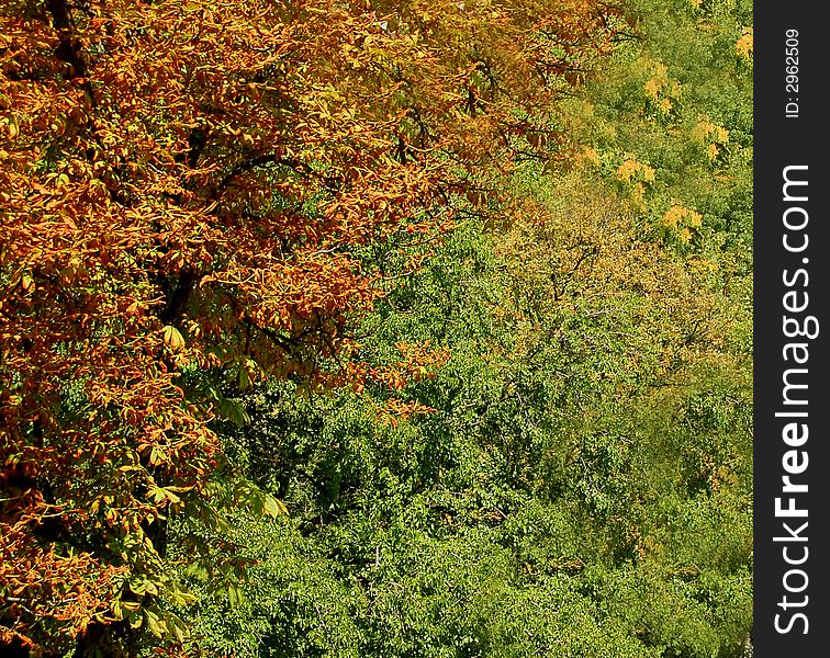 Autumn background of colourful trees