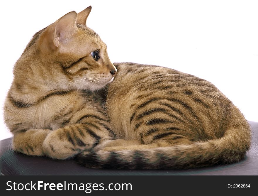 Detail of bengal kitten over white background. Detail of bengal kitten over white background