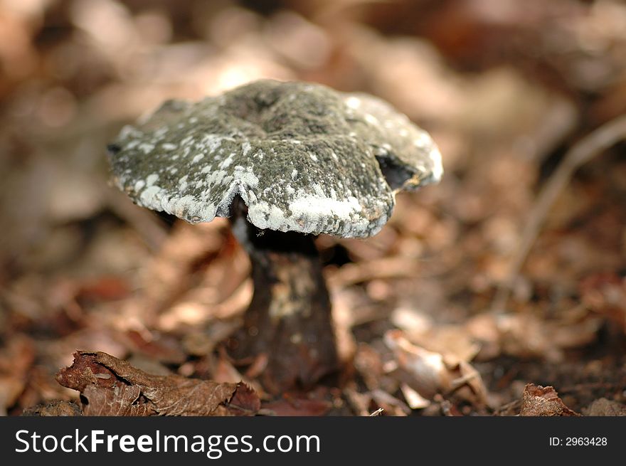 A small grey toadstool growing in leaf litter.