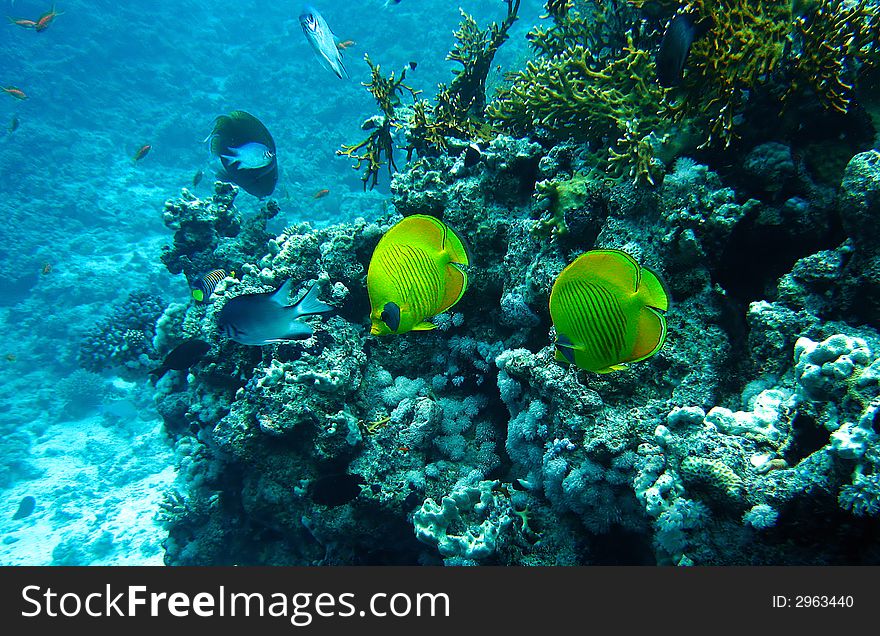 Masked butterfly fishes at the coral reef