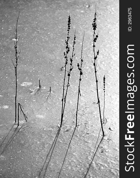 Monochrome image of stems thrusting up through a frozen pond. Monochrome image of stems thrusting up through a frozen pond