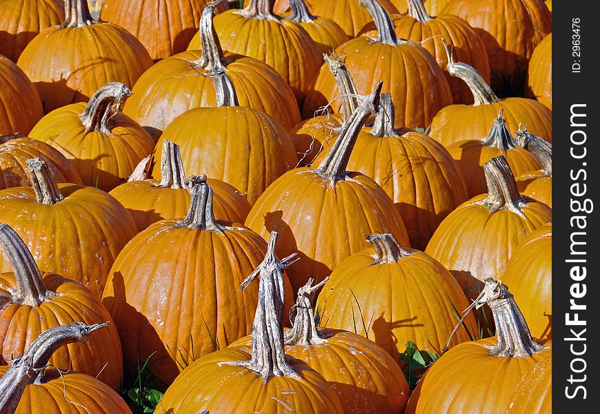 A collection of pumpkins for sale. A collection of pumpkins for sale