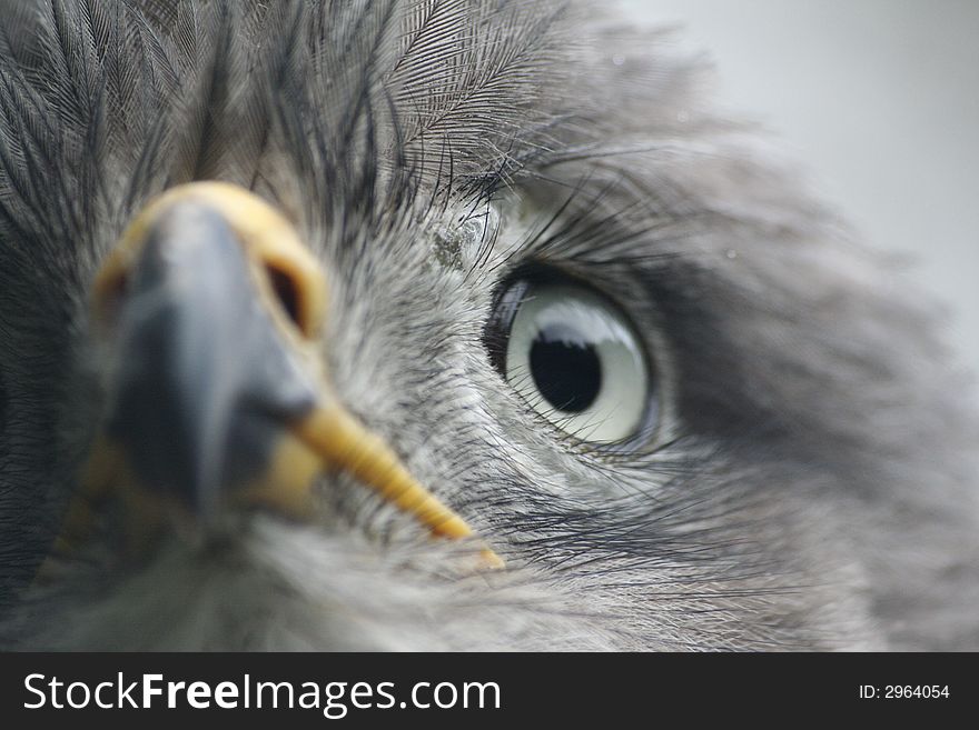 The face of a Southern Banded Snake Eagle