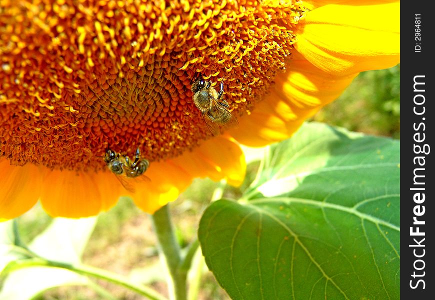 Picking floral pyÅ‚eku from the sunflower by the bee