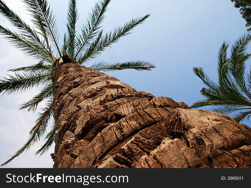 Beatiful palm in the blue sky bacground