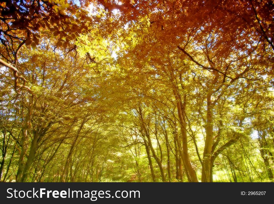 Colourful autumn forest soft background