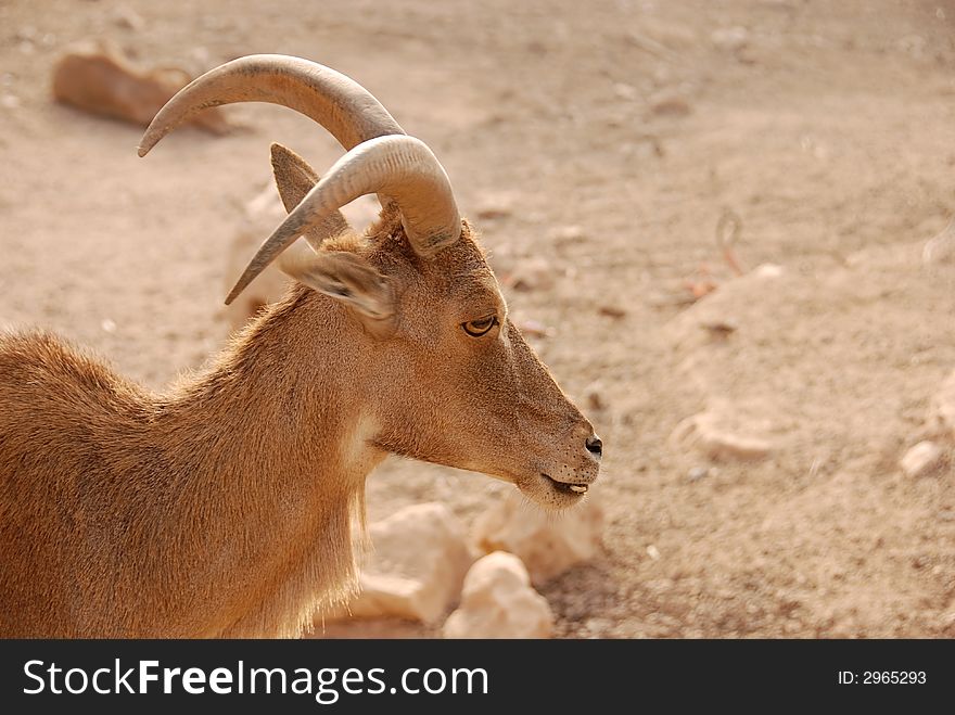 A young goat in the sand desert. A young goat in the sand desert