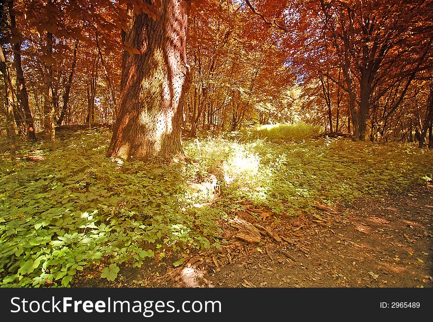 Colourful old autumn forest 1