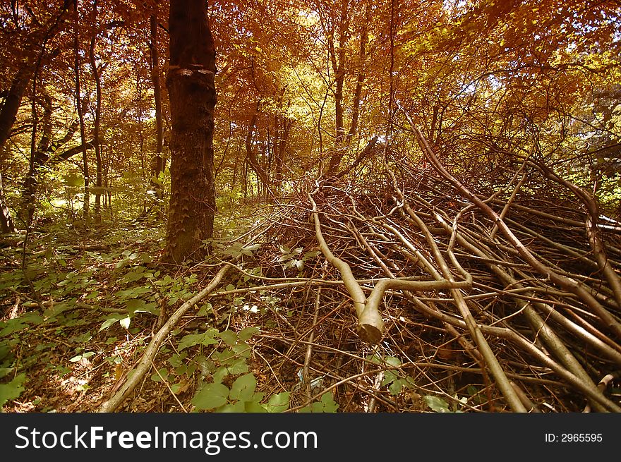 Colourful old autumn forest 4