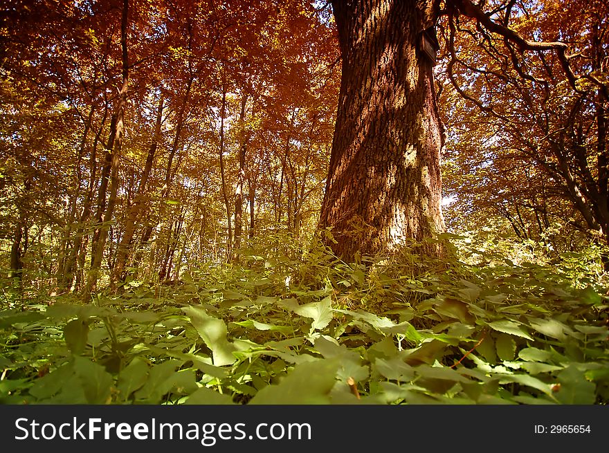 Autumn Forest