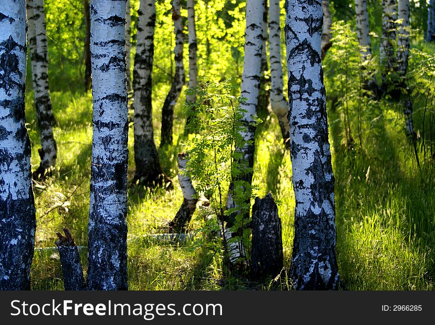 Birch forest in sunlight in the morning. Birch forest in sunlight in the morning