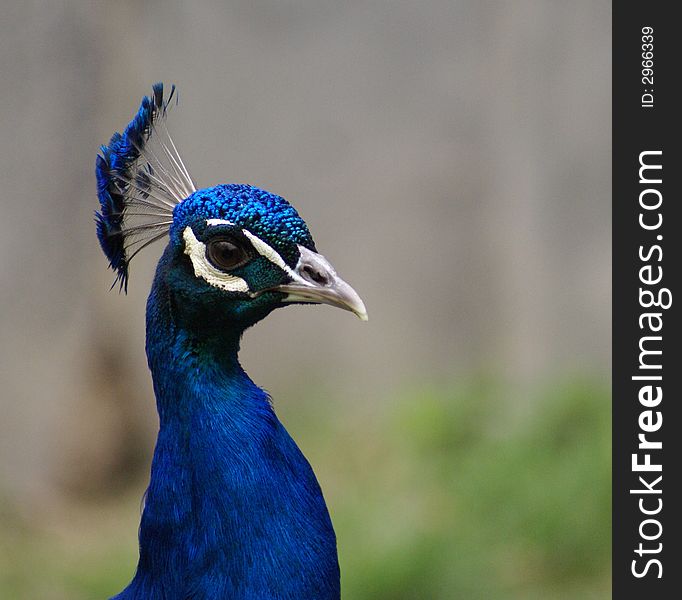 Bird peacock blue neck head