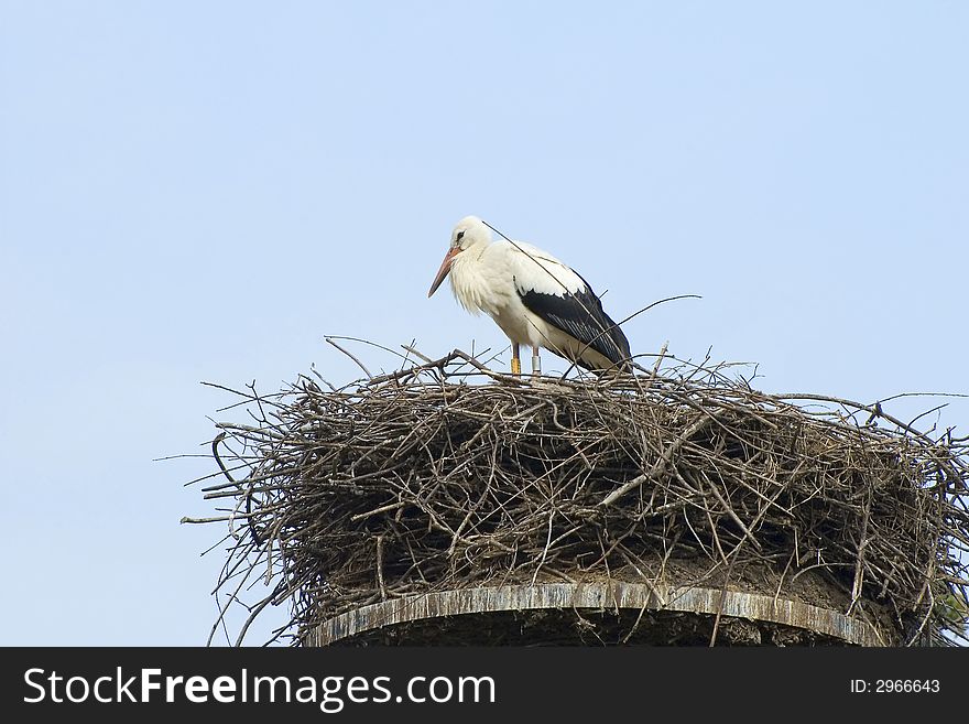 Stork and nest