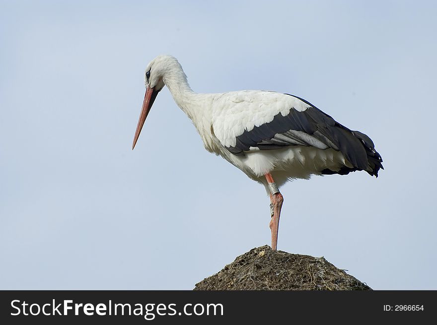 Beautiful stork and nest with sky background