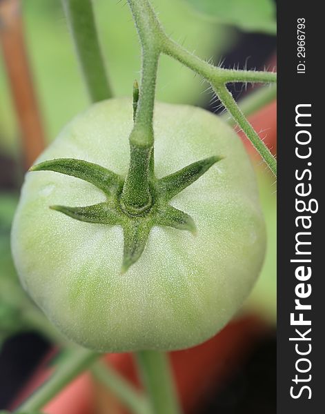 A green organic tomato growing on the vine. A green organic tomato growing on the vine