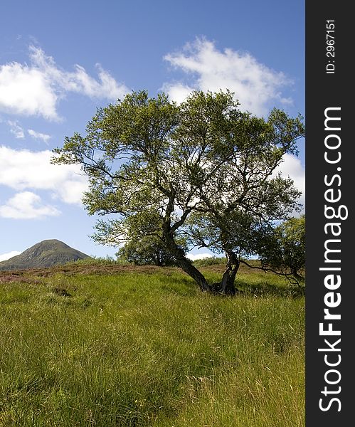 Lone tree in front of a mountain in the Scottish highlands. Lone tree in front of a mountain in the Scottish highlands