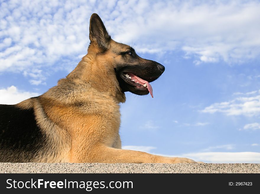 German shepherd on a background of a blue sky. German shepherd on a background of a blue sky