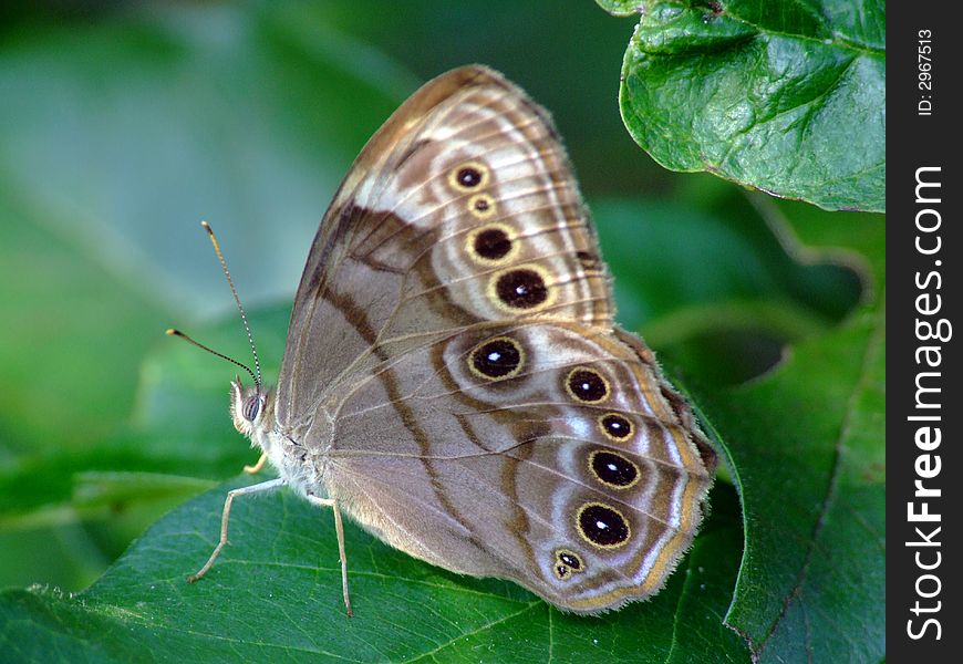 A beautiful Pearly Eye (Enodia portlandia) sits on a leaf.