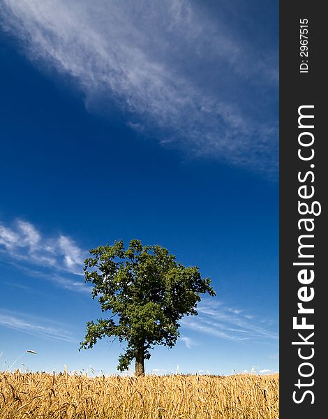 Green tree and blue sky