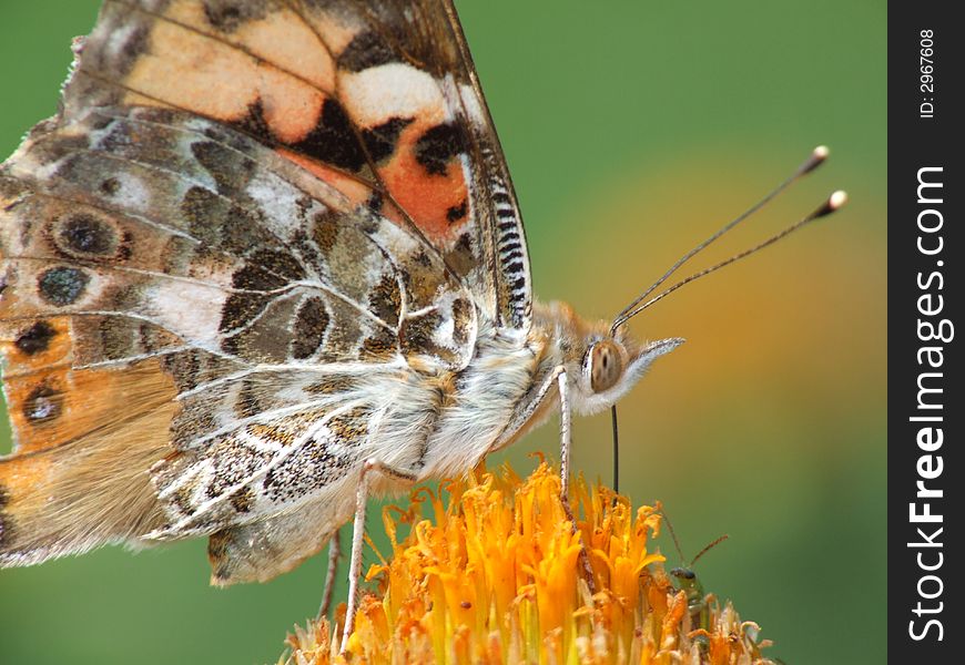 A Painted Lady butterfly (Vanessa cardui) sits on an orange flower. A Painted Lady butterfly (Vanessa cardui) sits on an orange flower.