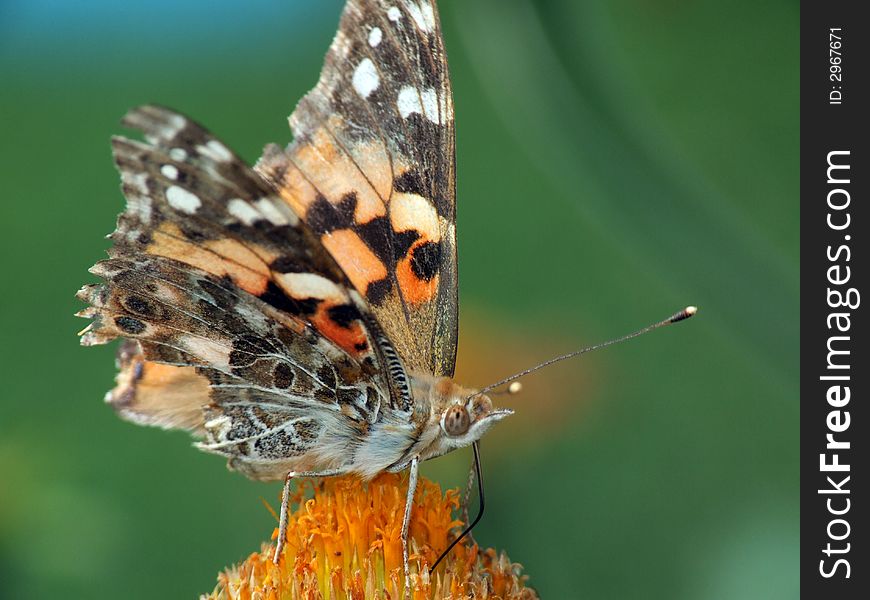 A Painted Lady butterfly (Vanessa cardui) sits on an orange flower. A Painted Lady butterfly (Vanessa cardui) sits on an orange flower.