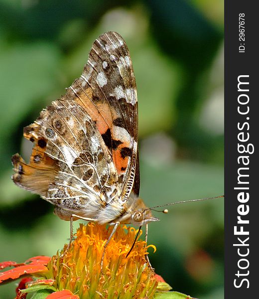 A Painted Lady butterfly (Vanessa cardui) sits on an orange flower. A Painted Lady butterfly (Vanessa cardui) sits on an orange flower.