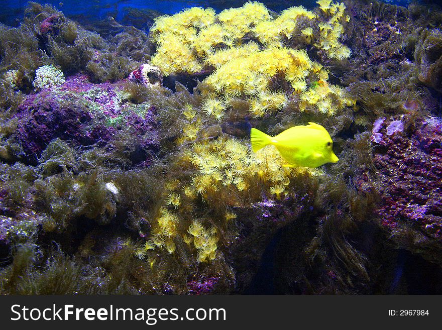 Beautiful yellow fish in an aquarium of at Monte Carlo, Monaco.