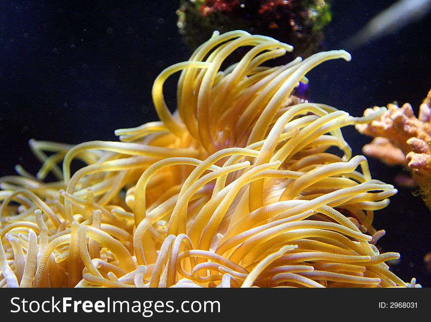 Beautiful coral in an aquarium of at Monte Carlo, Monaco.