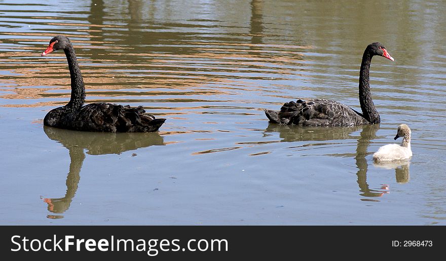 A couple black swans with their baby ,the white one. A couple black swans with their baby ,the white one