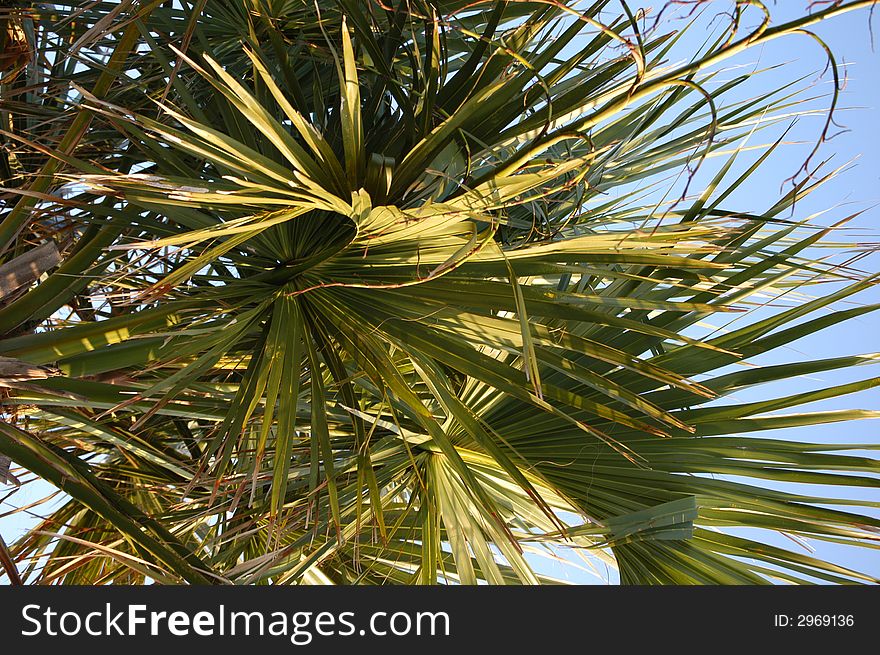 Close-up of a palm tree in the sun. Close-up of a palm tree in the sun