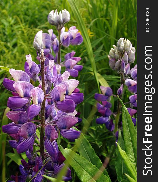 Closeup picture of gorgeous stalked purple lupine flowers mixed in with green grass