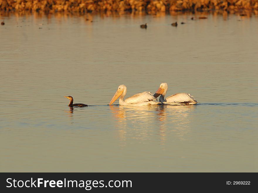 A pair of white pelicans appear to be following a small cormorant. A pair of white pelicans appear to be following a small cormorant.