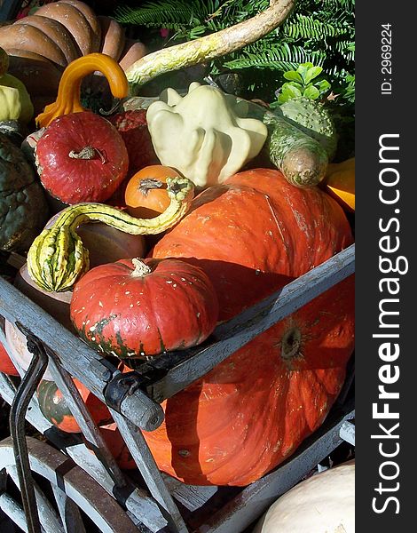 Autumn harvest of pumpkins and gourds in a wagon. Autumn harvest of pumpkins and gourds in a wagon