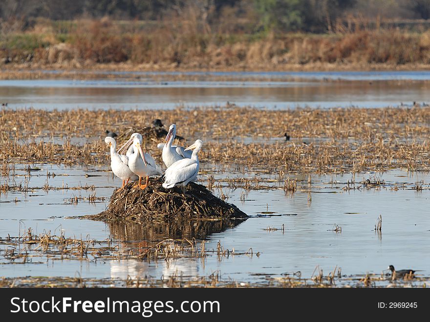 A group of American white pelicans gather on a mound in the wetland. A group of American white pelicans gather on a mound in the wetland.